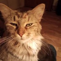 Spay & Neuter Syracuse ico