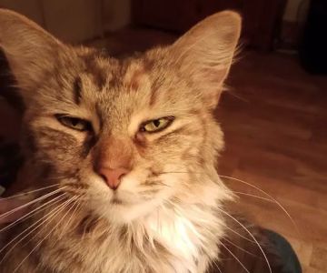 Spay & Neuter Syracuse
