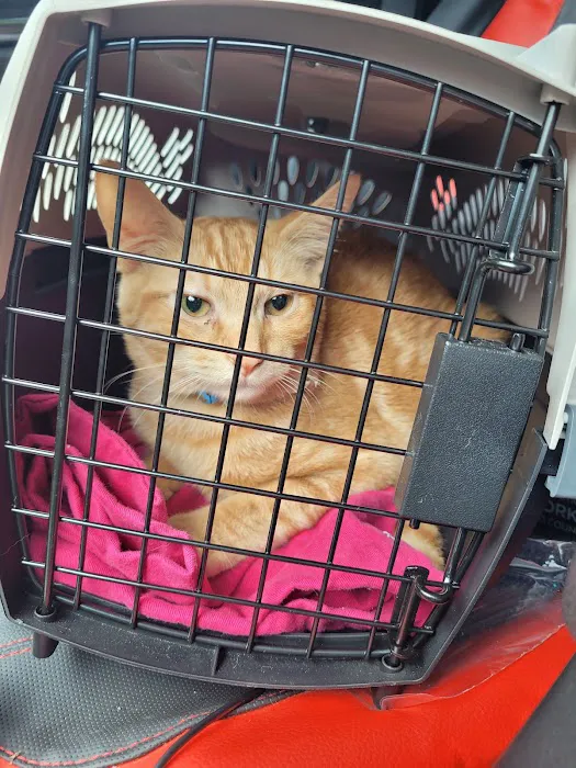Spay & Neuter Syracuse 3