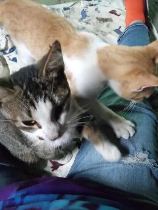 Spay & Neuter Syracuse 8
