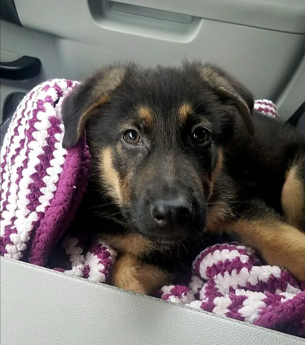Spay & Neuter Syracuse 5