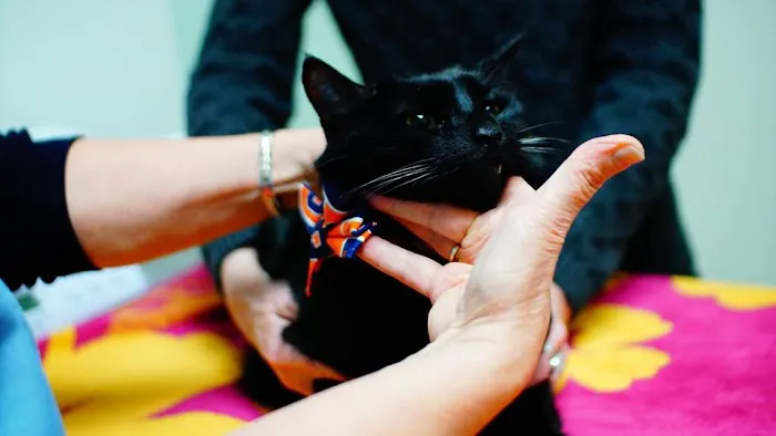Nottingham Pet Clinic 5