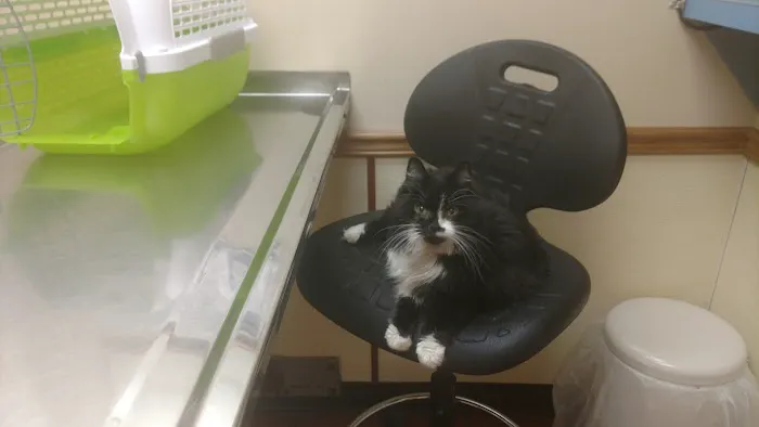 Town & Country Hospital for Pets 5