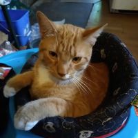 Town & Country Hospital for Pets ico
