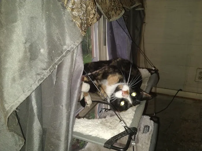Town & Country Hospital for Pets 6