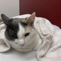 Shop City Animal Hospital ico