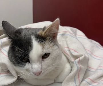 Shop City Animal Hospital