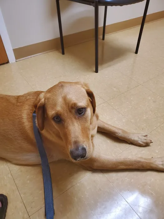 Lyncourt Veterinary Hospital 1