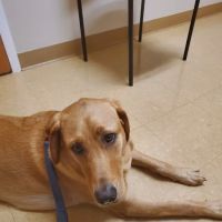 Lyncourt Veterinary Hospital ico
