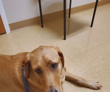 Lyncourt Veterinary Hospital