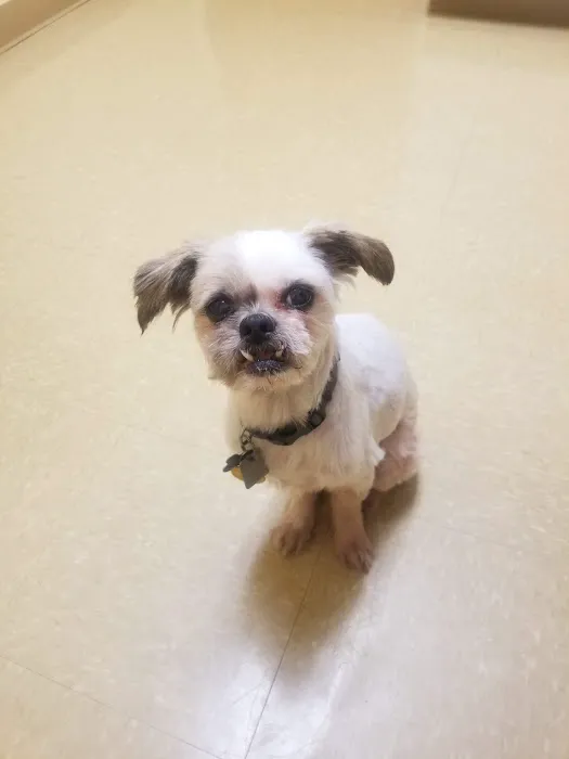 Lyncourt Veterinary Hospital 7