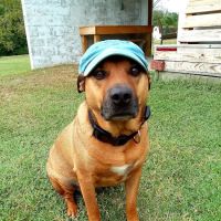 Village Veterinary Service, INC. ico