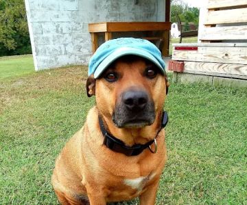 Village Veterinary Service, INC.