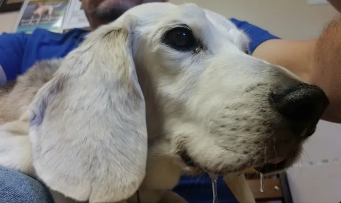 Countryside Veterinary Center 3