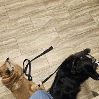 Countryside Veterinary Center ico