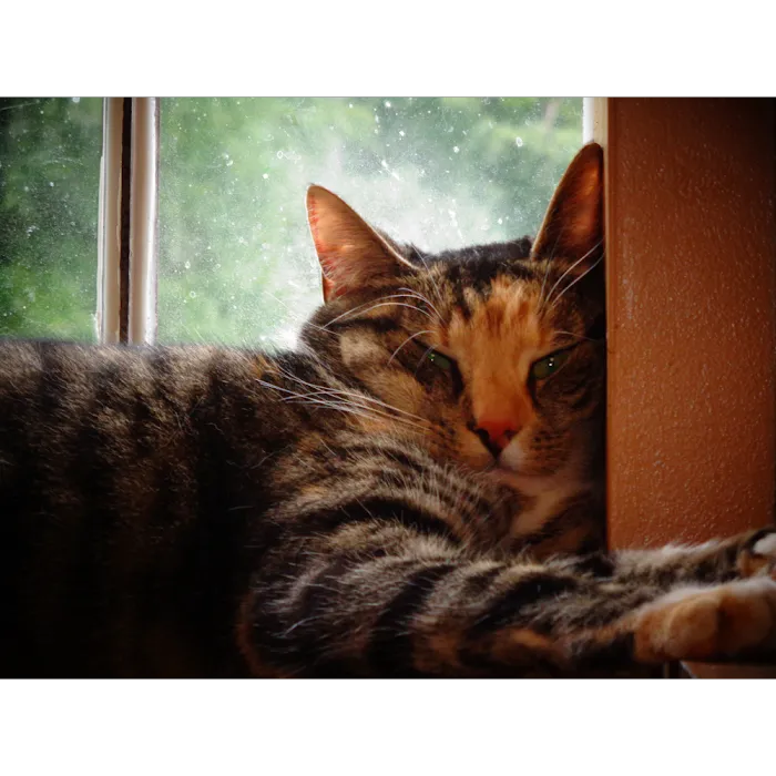 Countryside Veterinary Center 7