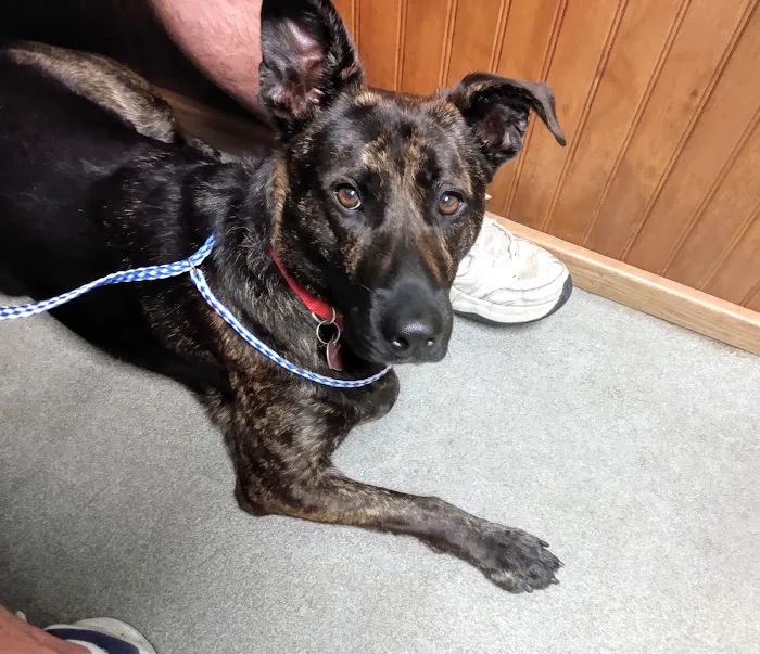 Rocky Point Animal Hospital 10