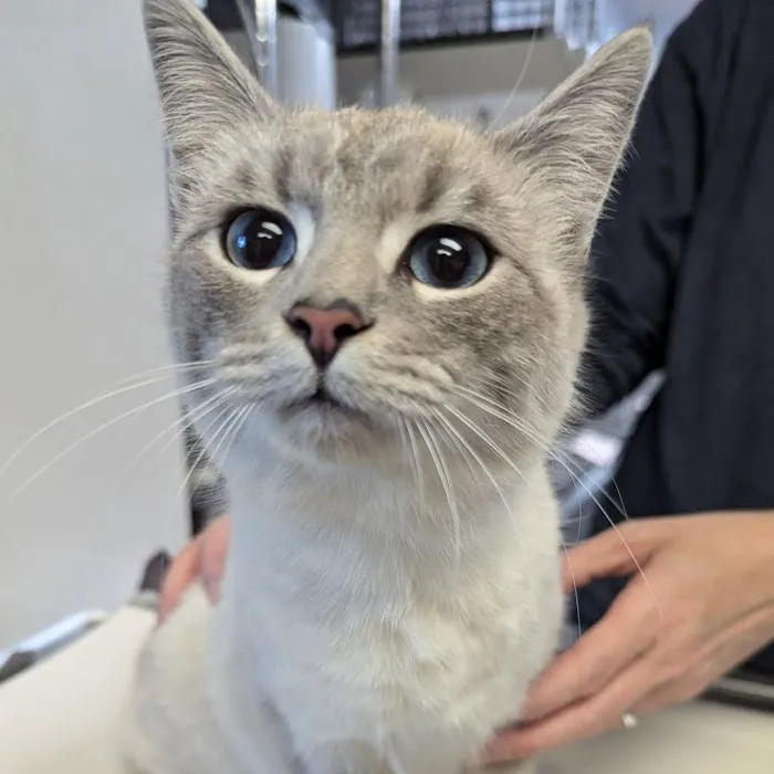 Cape Fear Spay/Neuter Clinic 9