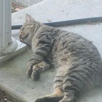 Cape Fear Spay/Neuter Clinic ico