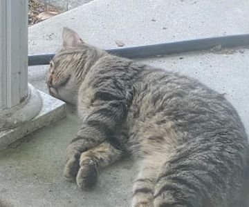 Cape Fear Spay/Neuter Clinic