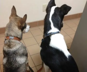 North College Road Animal Hospital