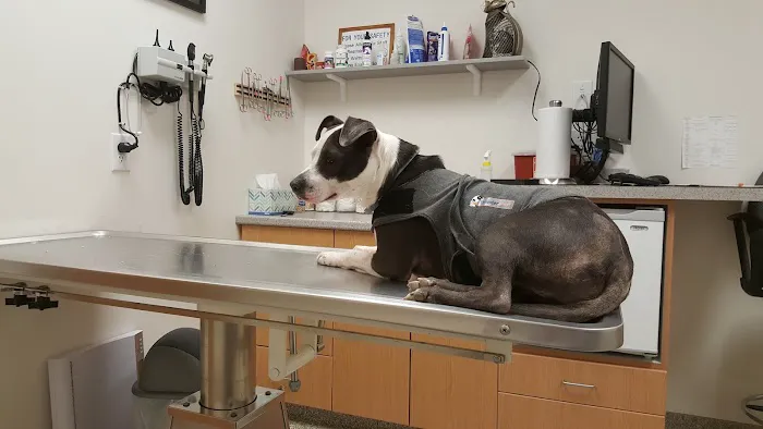 Hampstead Animal Hospital 10