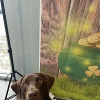 Pet Health of Hampstead ico