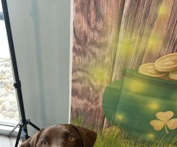 Pet Health of Hampstead