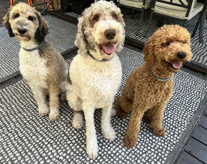 Pet Health of Hampstead 8