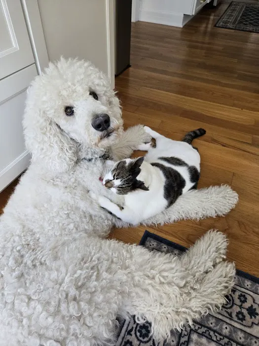Pet Health of Hampstead 7