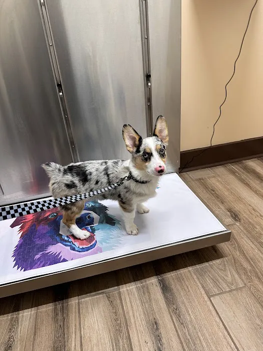 Paw Springs Veterinary Hospital - Scotts Hill 2