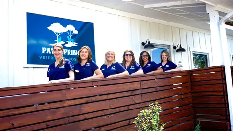 Paw Springs Veterinary Hospital - Scotts Hill 1