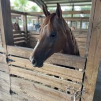 Reagan Equine ico