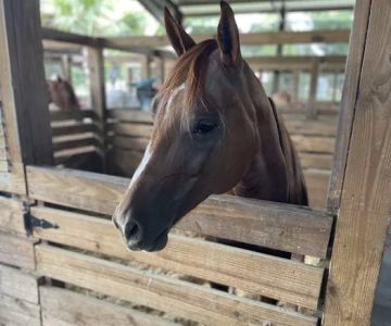 Reagan Equine