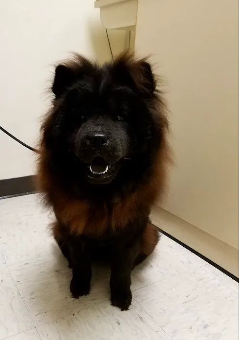 Camp Lejeune Veterinary Clinic 10