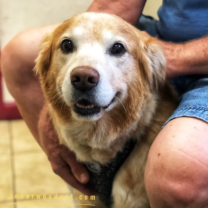 Cedarwood Veterinary Hospital 3