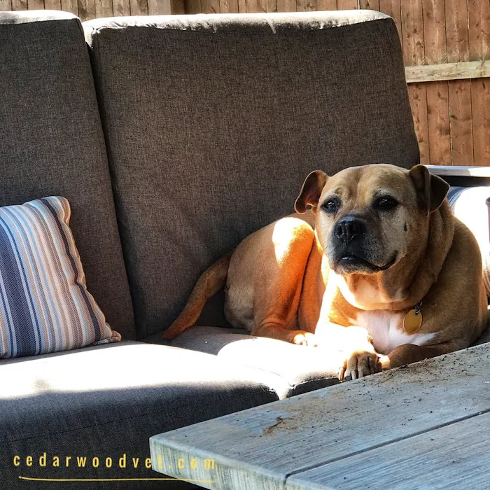Cedarwood Veterinary Hospital 4