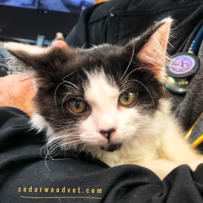 Cedarwood Veterinary Hospital 7