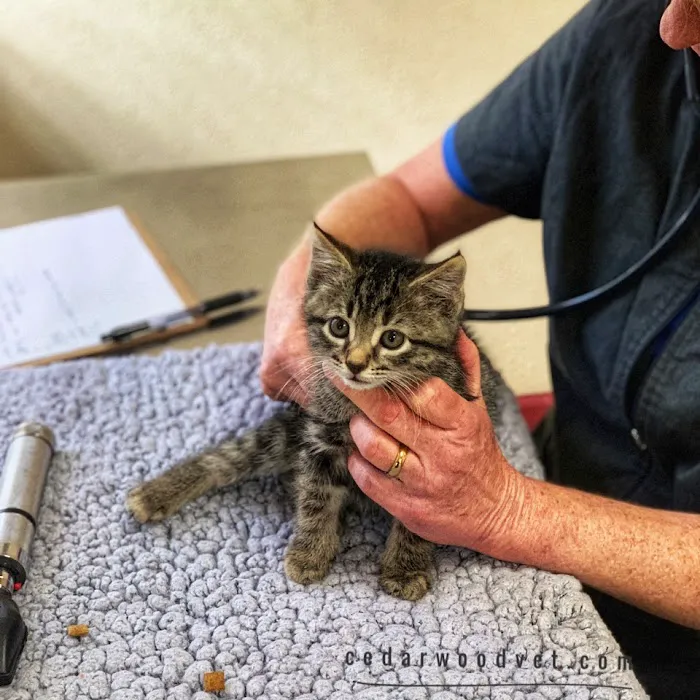 Cedarwood Veterinary Hospital 9