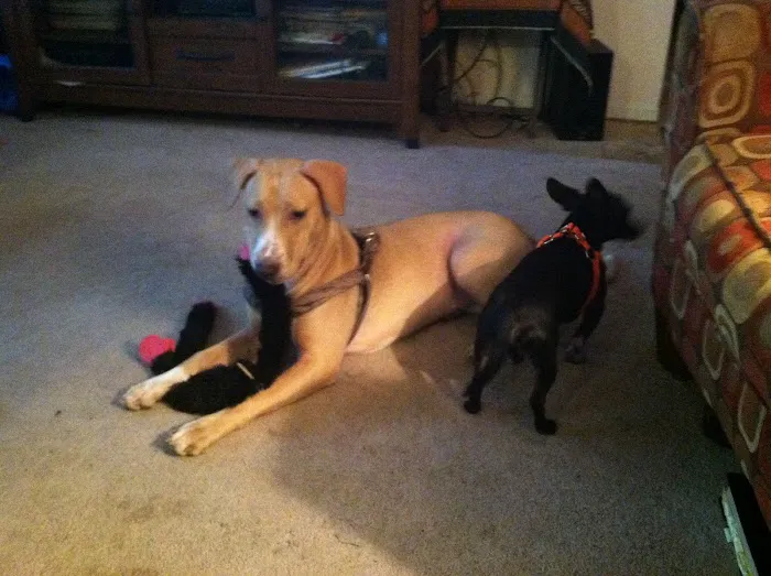 Animal Clinic of Pigeon Forge 5