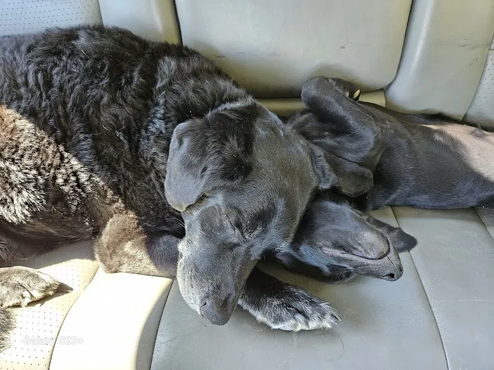 Animal Medical Center 1