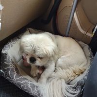 Kingston Animal Hospital, PC ico