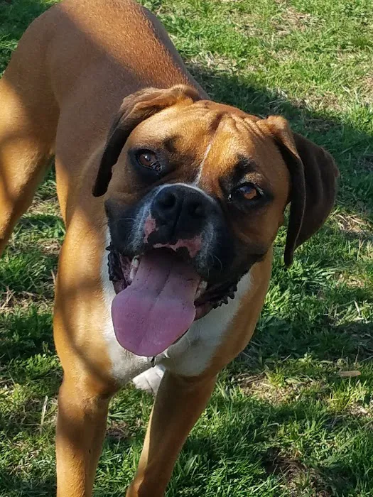 Morgan County Animal Hospital 2
