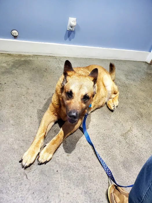 Morgan County Animal Hospital 1