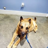 Morgan County Animal Hospital ico