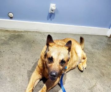 Morgan County Animal Hospital