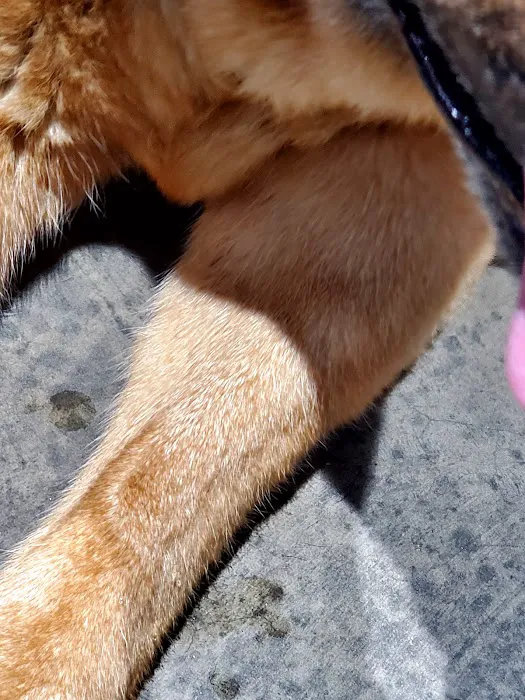 Morgan County Animal Hospital 5
