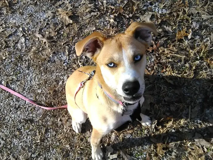 Morgan County Animal Hospital 6