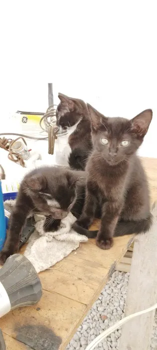 Morgan County Animal Hospital 4