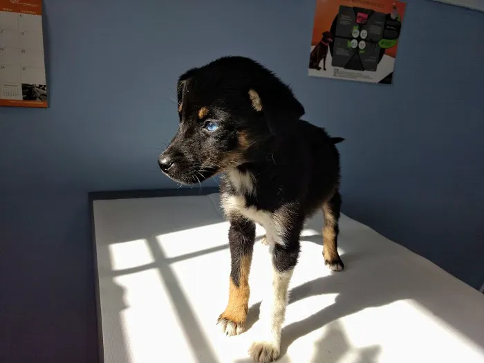 Morgan County Animal Hospital 10